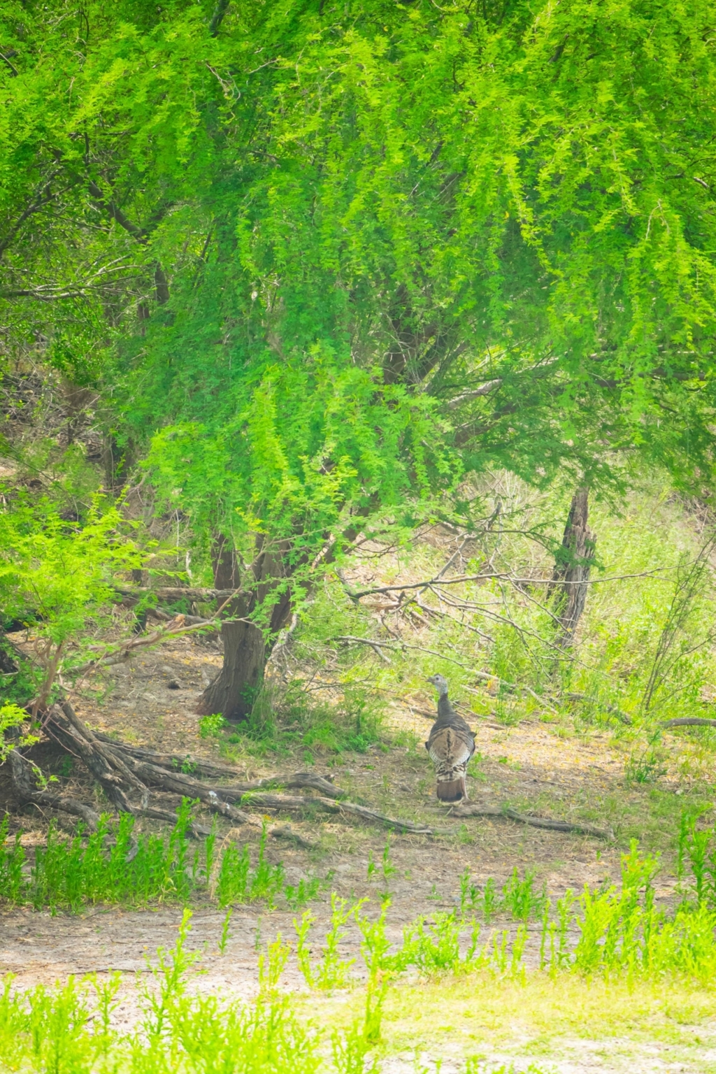 Continental Ranch | Freer Texas | Fay Ranches