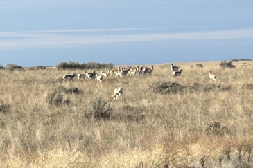 Big game hunting land for sale Washington Whiskey Ridge on the Columbia