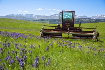 agricultural production land for sale Montana East Glacier View Ranch