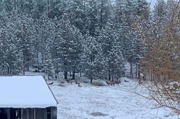 big game hunting land for sale Washington Fruitland Valley Deer Haven