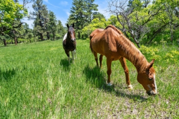 equestrian property for sale colorado bramaré ranch