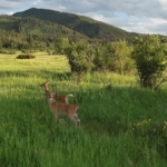 montana land for sale mount ellis retreat