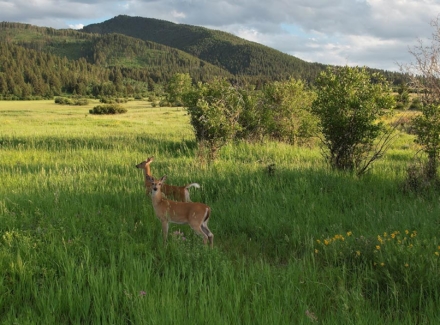montana land for sale mount ellis retreat