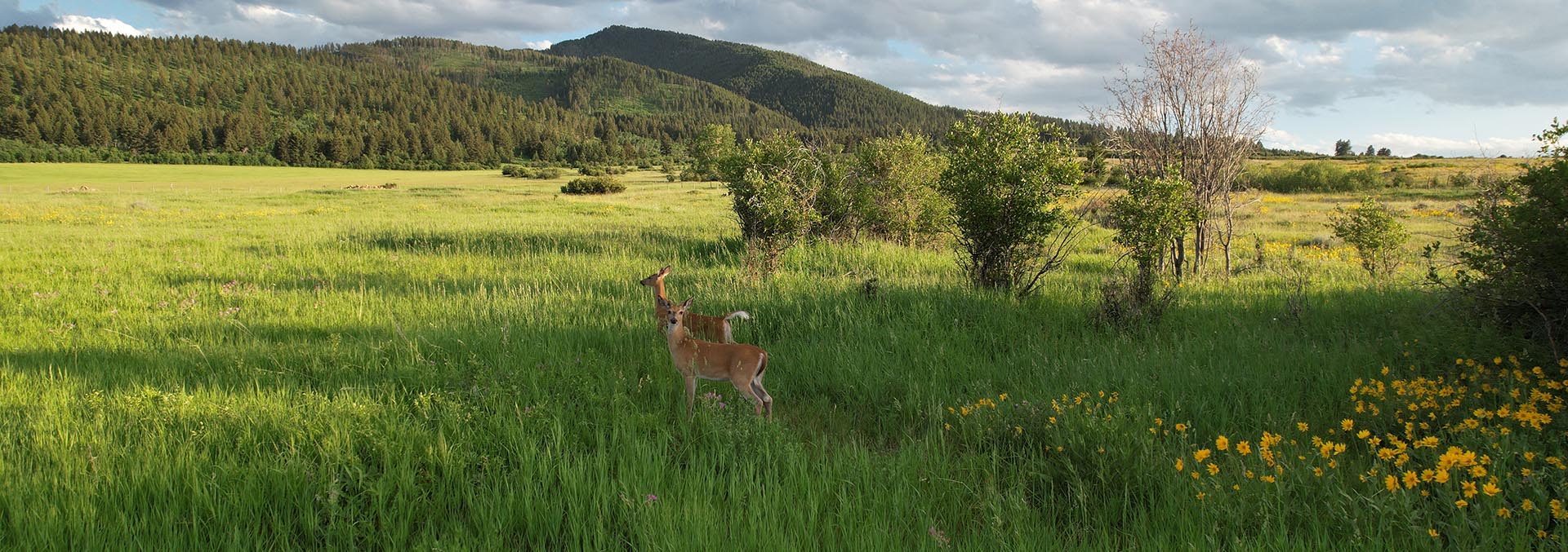 montana land for sale mount ellis retreat