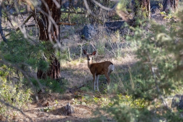 big game hunting land for sale montana bitterroot highlands at willow creek