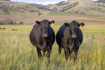 cattle property for sale bremmer creek ranch Montana