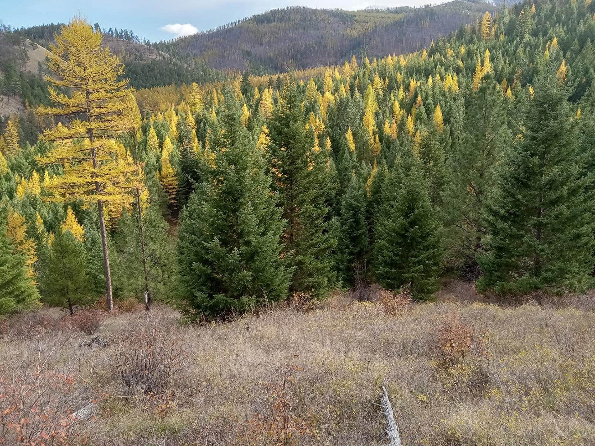fall foilage montana lolo peak shadows