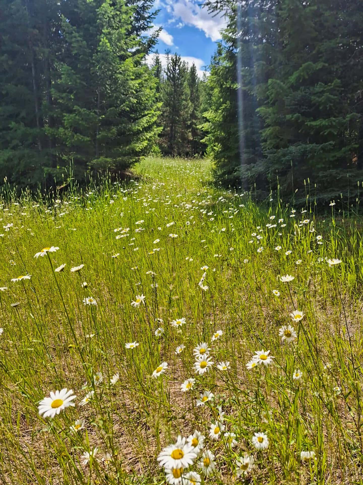field of flowers montana lolo peak shadows