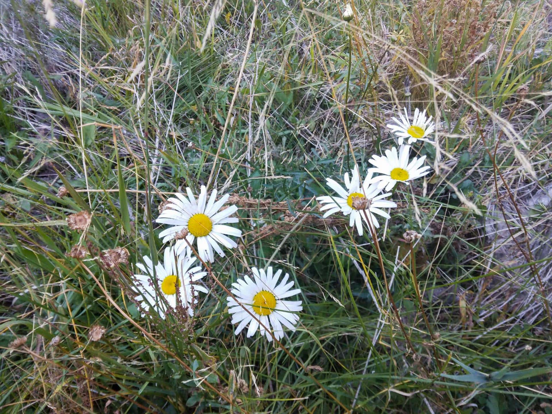 flowers montana lolo peak shadows