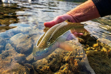 montana fly fishing property for sale linehan outfitting