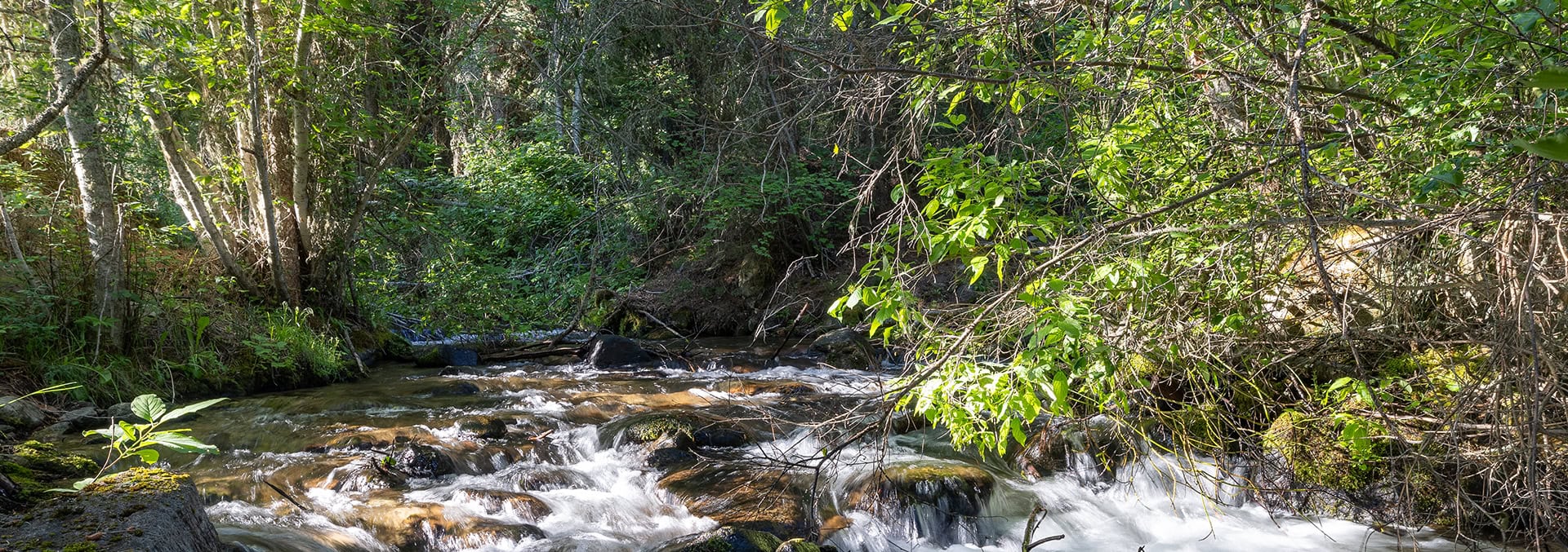 montana land for sale bitterroot highlands at willow creek