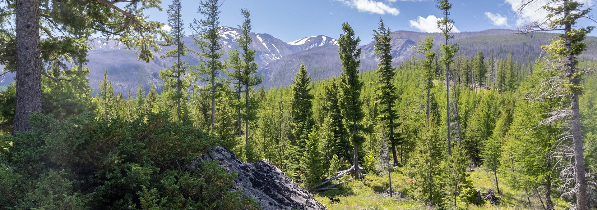 montana land for sale lolo creek shadows