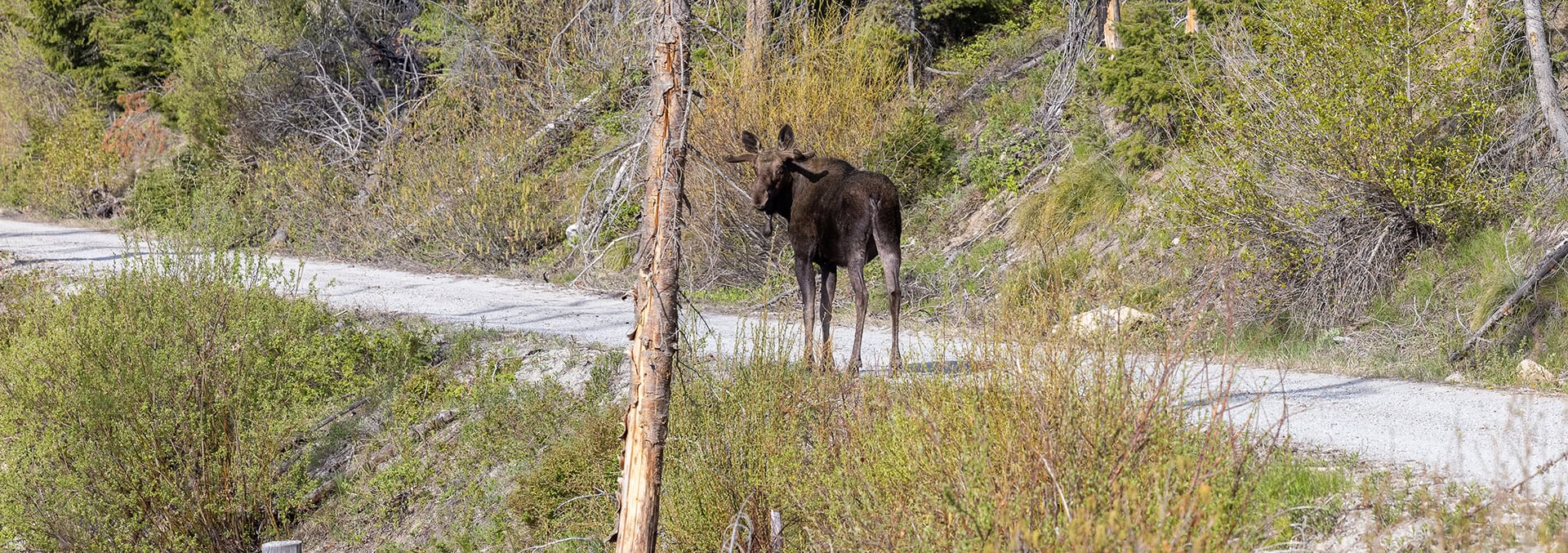 montana land only for sale lolo creek shadows