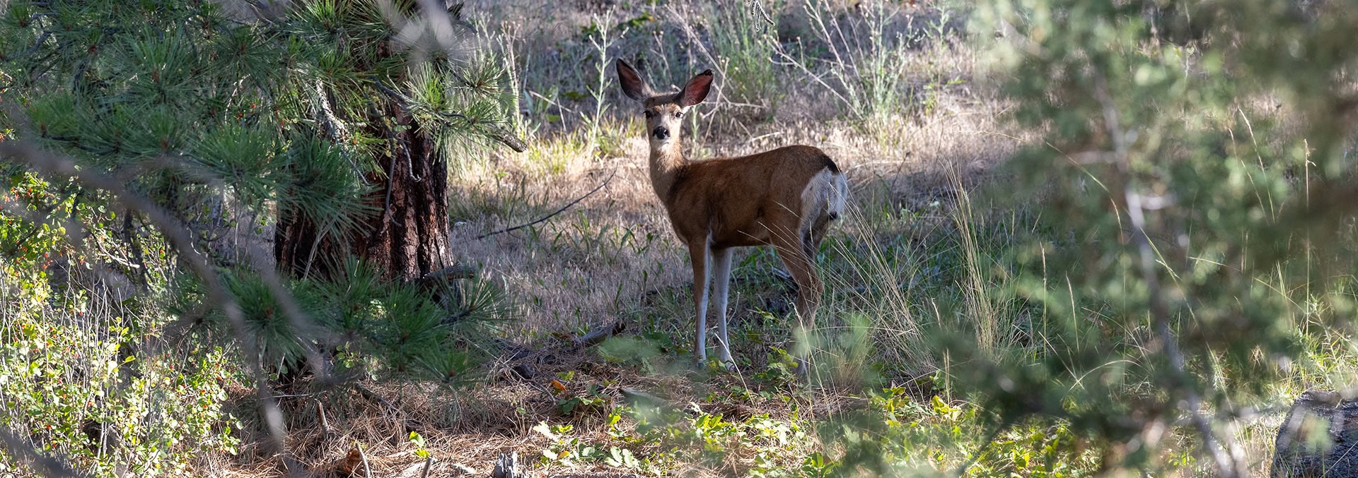 montana property for sale bitterroot highlands at willow creek