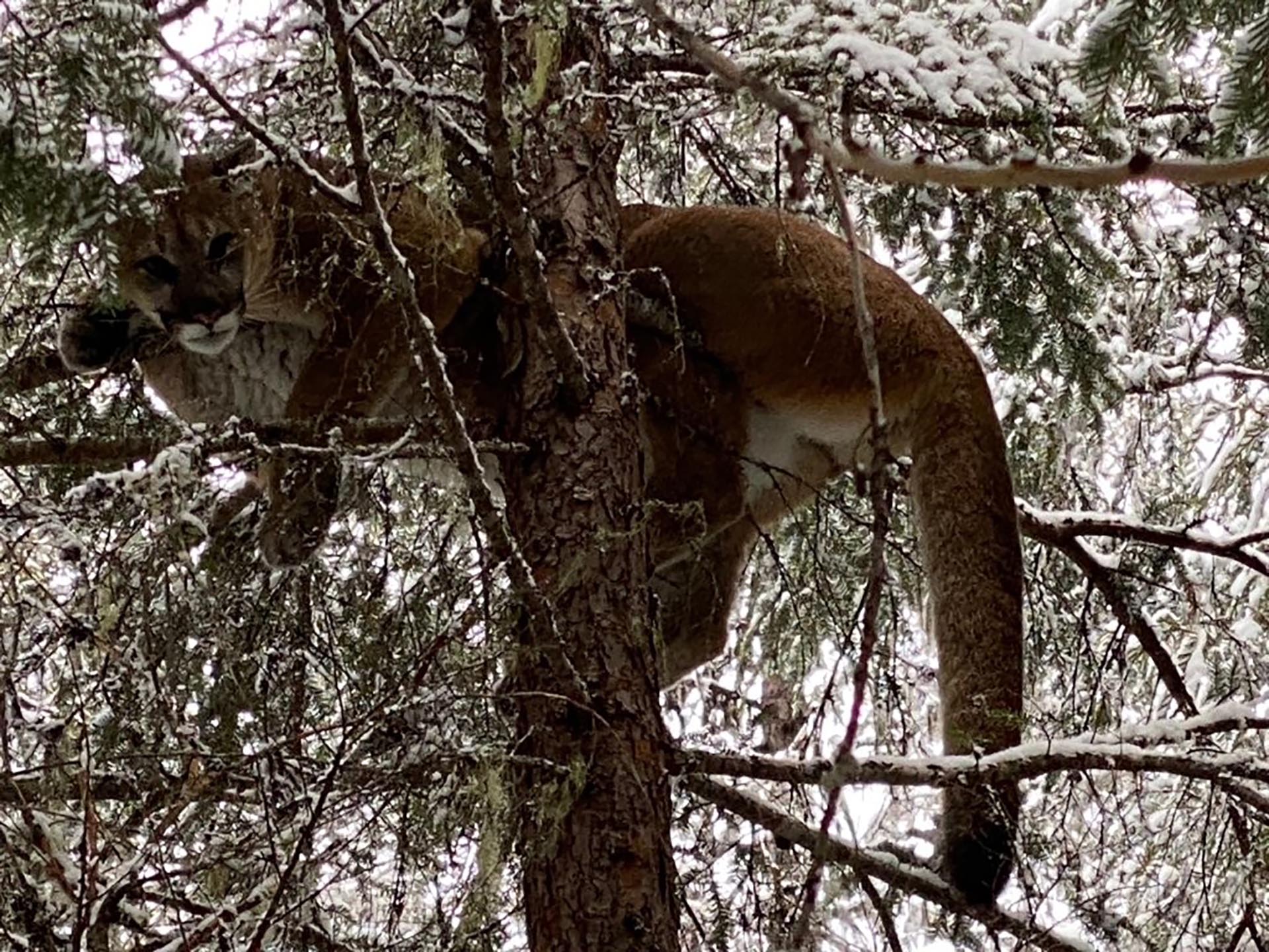 mountain lion montana linehan outfitting