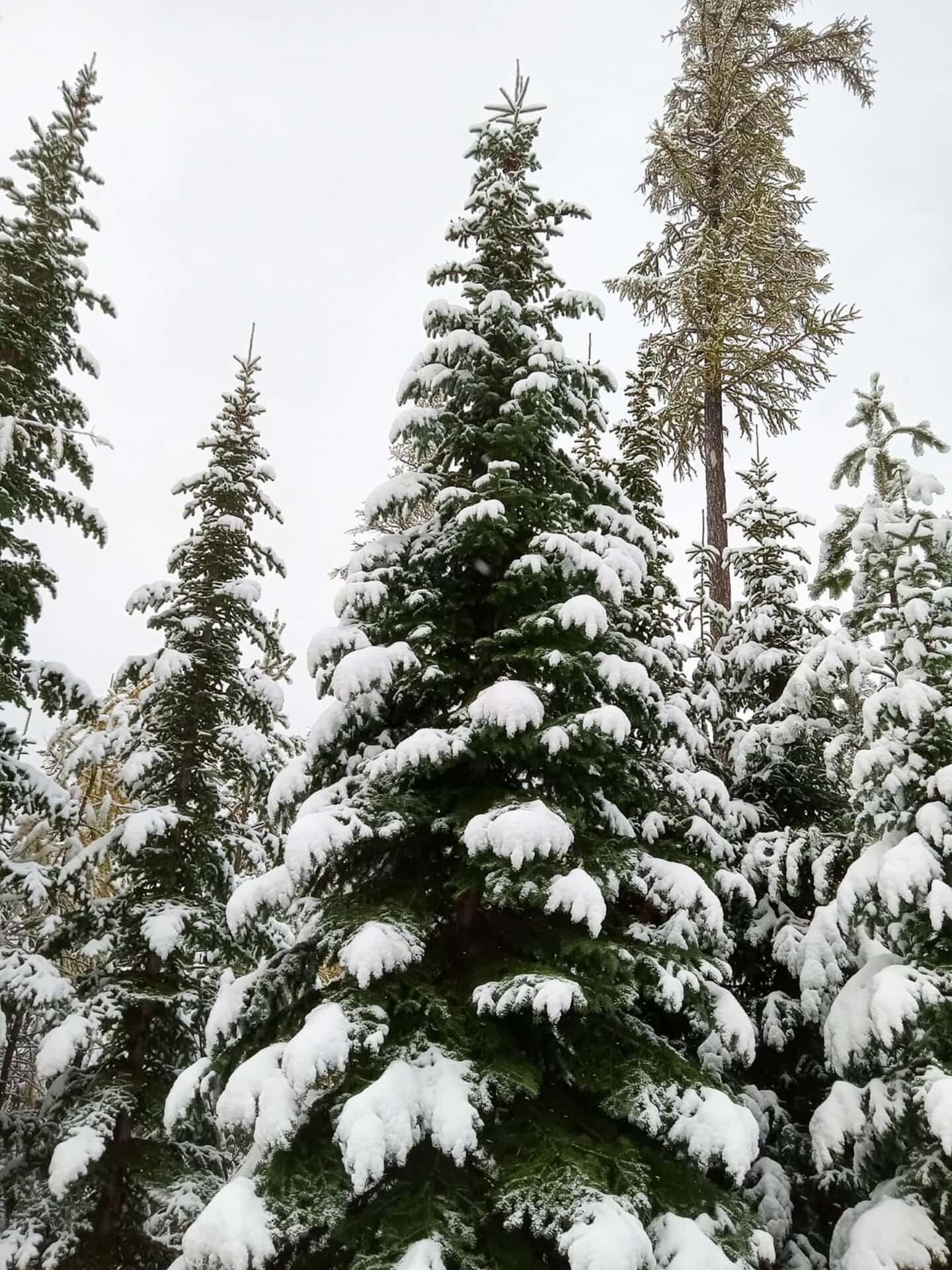 snowfall winter montana lolo peak shadows