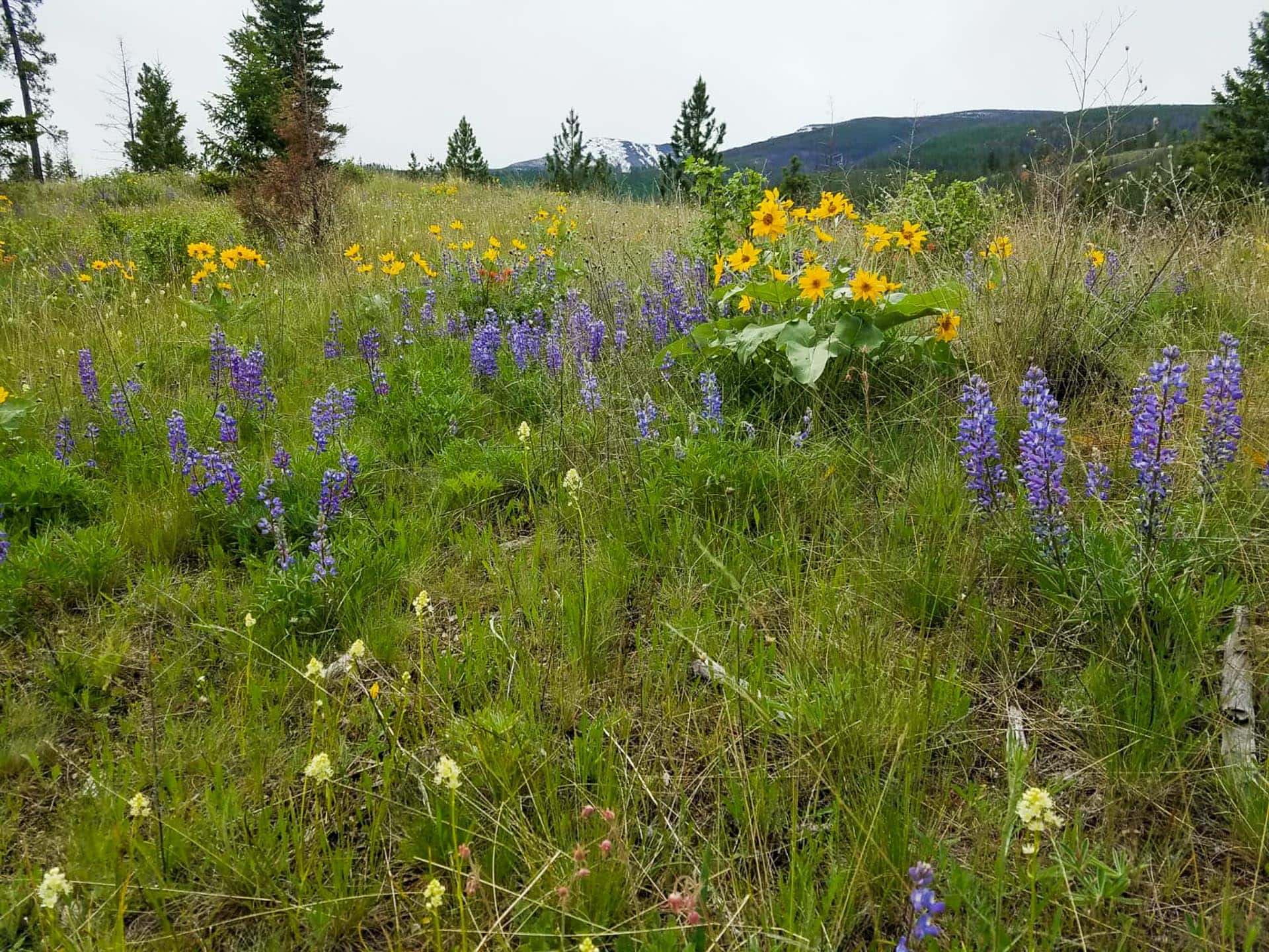 spring blooms montana lolo peak shadows