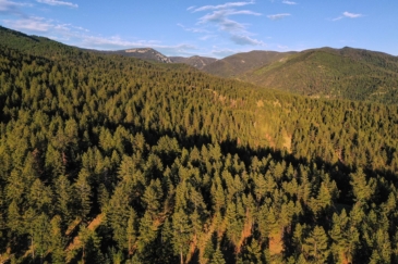 timber land for sale montana bitterroot highlands at willow creek