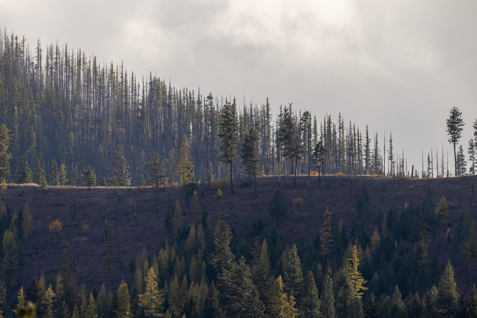 treeline montana lolo peak shadows