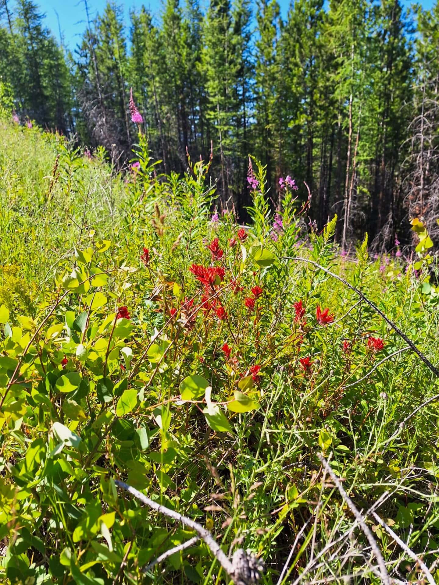 valley flower montana lolo peak shadows