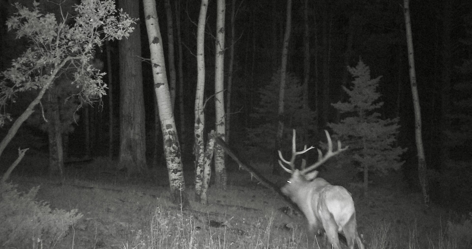 big bull night new mexico san gabriel del rito