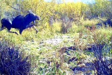 big game hunting land for sale Teton Headwaters Ranch