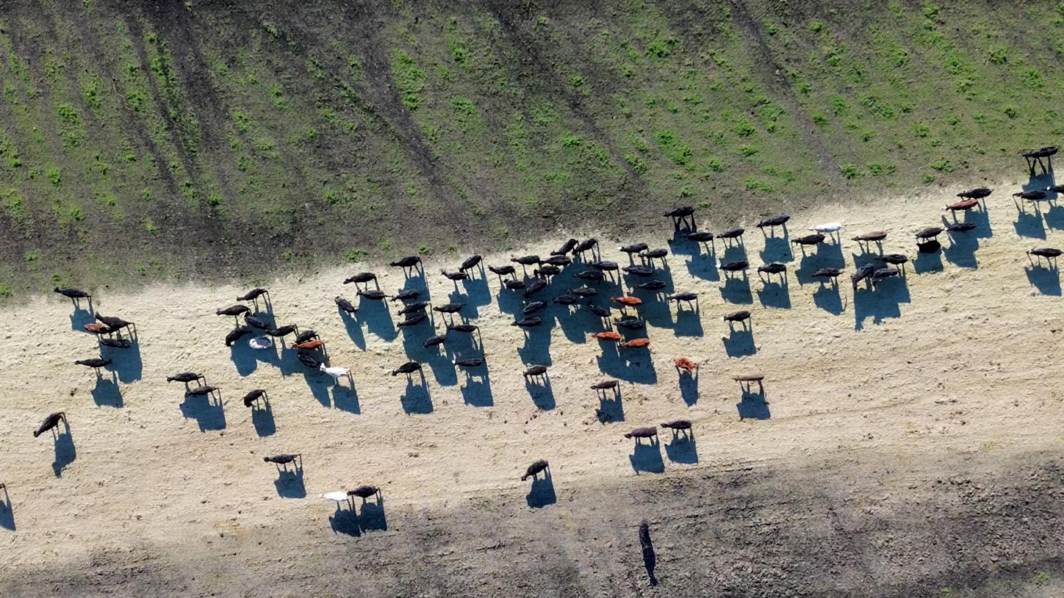 Silver Springs Cattle Ranch — Cattle herd