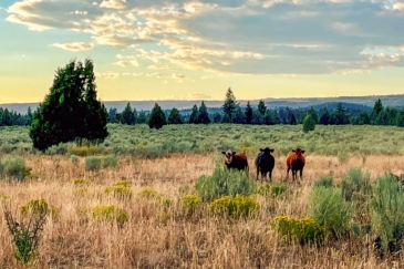 cattle ranches for sale idaho five creeks ranch