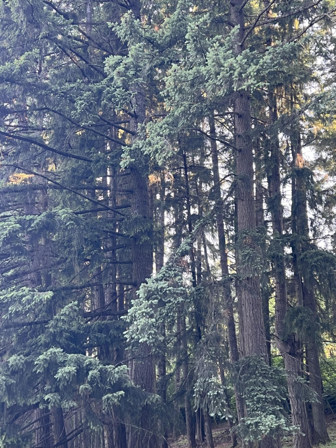 Silver Springs Cattle Ranch | Tenino Washington | Fay Ranches