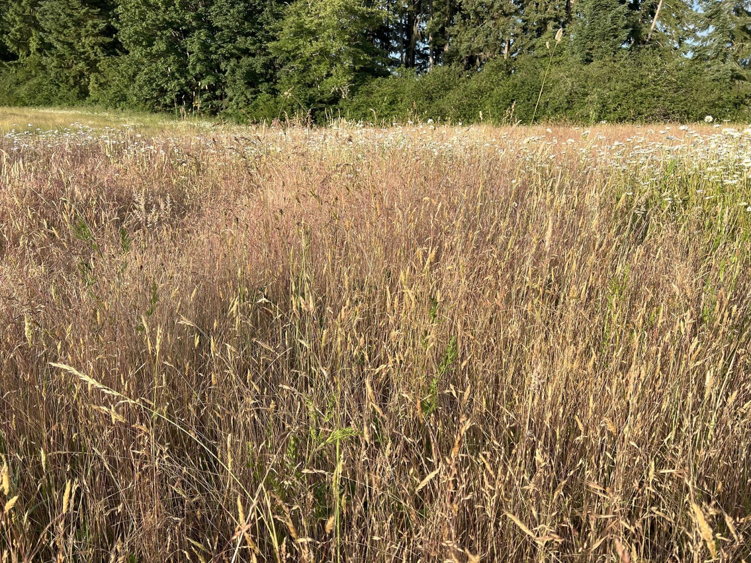 Silver Springs Cattle Ranch | Tenino Washington | Fay Ranches
