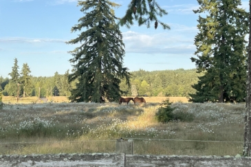 horse property for sale washington silver springs cattle ranch