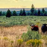 idaho cattle ranches for sale Five Creeks Ranch