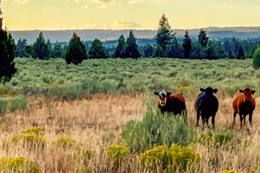 idaho cattle ranches for sale Five Creeks Ranch