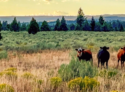 idaho cattle ranches for sale Five Creeks Ranch
