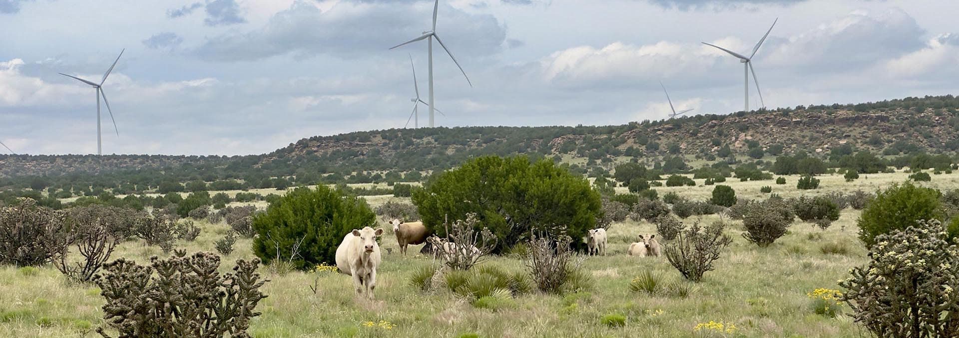 new mexico cattle ranches for sale martinez pintada ranch