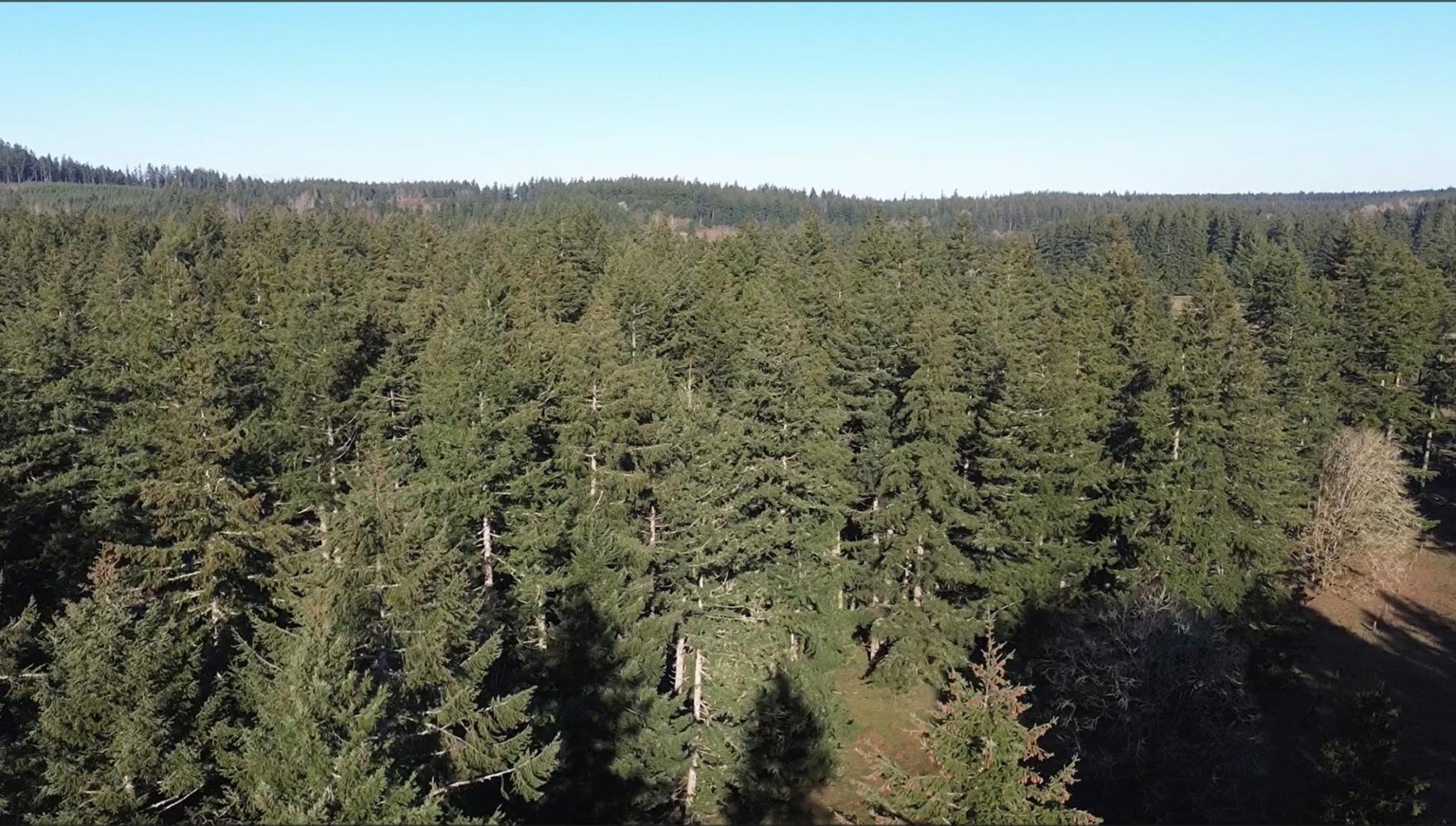 Silver Springs Cattle Ranch | Tenino Washington | Fay Ranches
