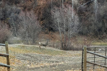 Hunting Ranch for sale Idaho Salmon Idaho's Sky Ranch
