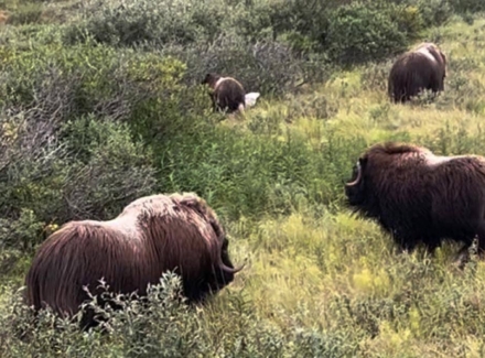 alaska gold mine for sale tripple creek gold mine