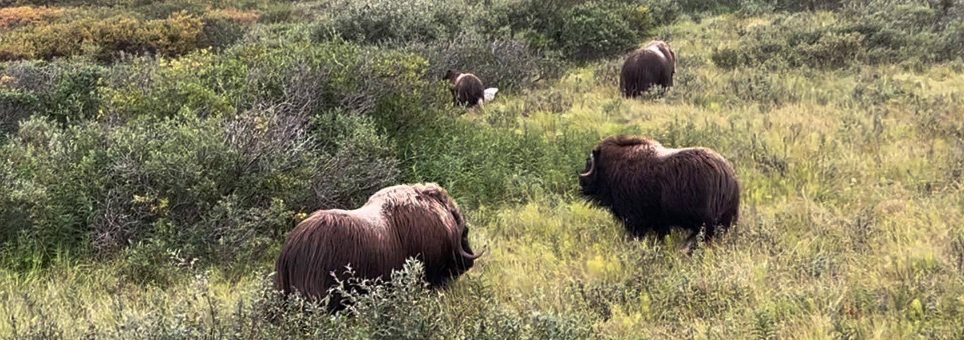 alaska gold mine for sale tripple creek gold mine