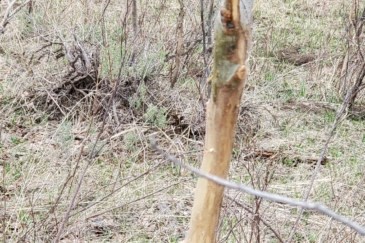 big game hunting idaho crow creek camp ranch