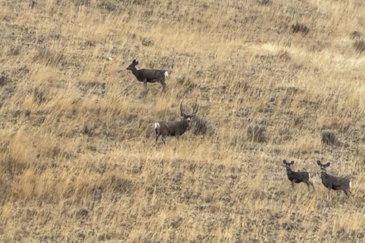 big game hunting property for sale idaho salmon idahos sky ranch