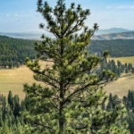 california ranches for sale flyin e ranch