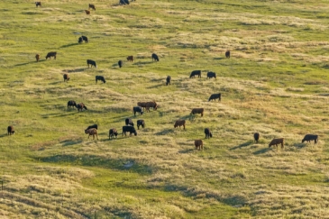 cattle land for sale montana madison valley farm