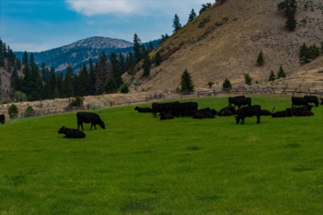 cattle ranches for sale Idaho Salmon Idaho's Sky Ranch
