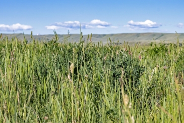 farms for sale montana madison valley farm