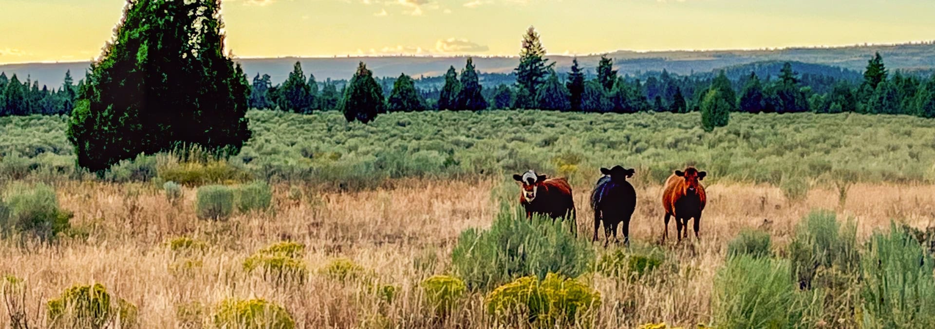 idaho cattle ranches for sale Five Creeks Ranch2