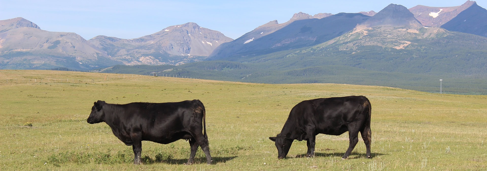 montana land for sale East Glacier Meadows Ranch