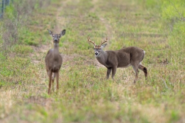 texas hunting ranches for sale la arena
