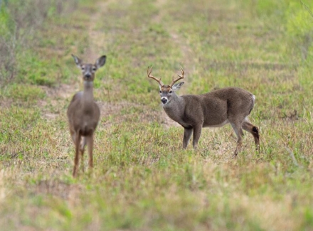 texas hunting ranches for sale la arena