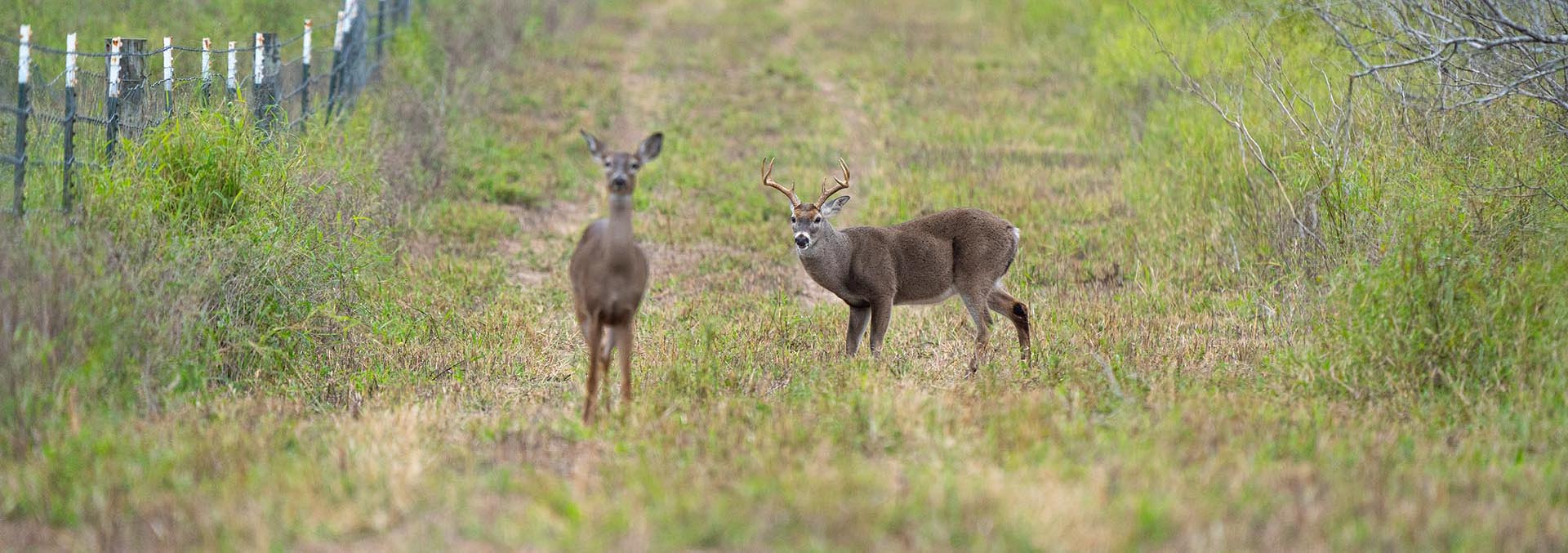 texas hunting ranches for sale la arena